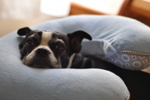 Boston Terrier breastfeeding pillow coping techniques