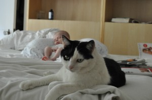 Our cat learns to tolerate our son.